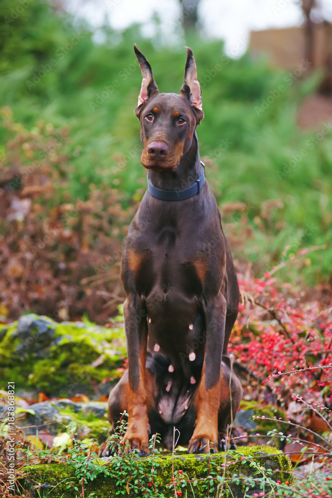 Doberman female dog hotsell