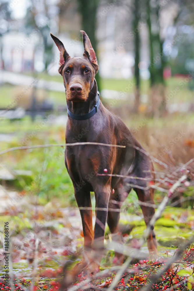 Serious brown Doberman dog with cropped ears staying outdoors in a city park