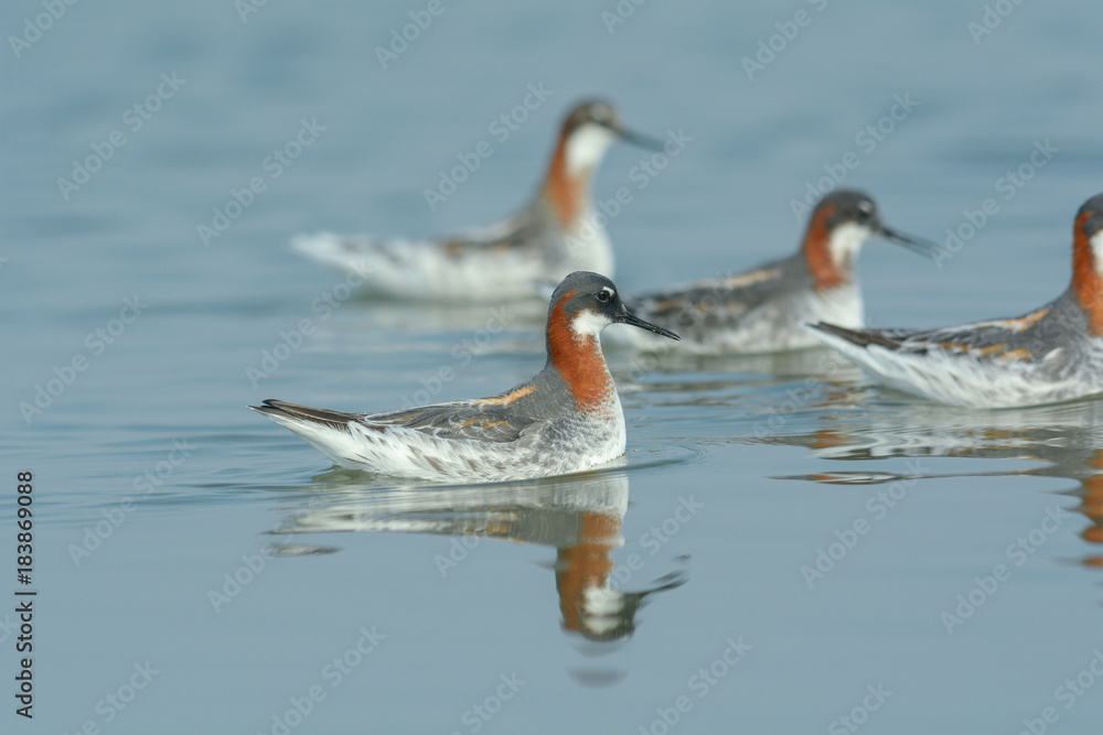 Red-necked Phalarope ( Phalaropus lobatus ) Red-necked Phalarope ( Phalaropus lobatus )