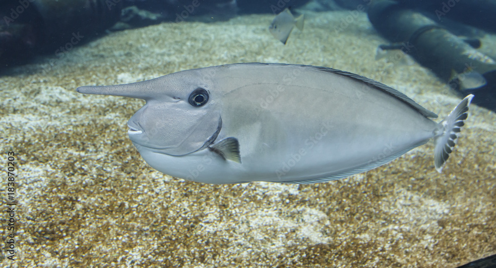 Fototapeta premium Unicorn Fish with Strange Looking Horn