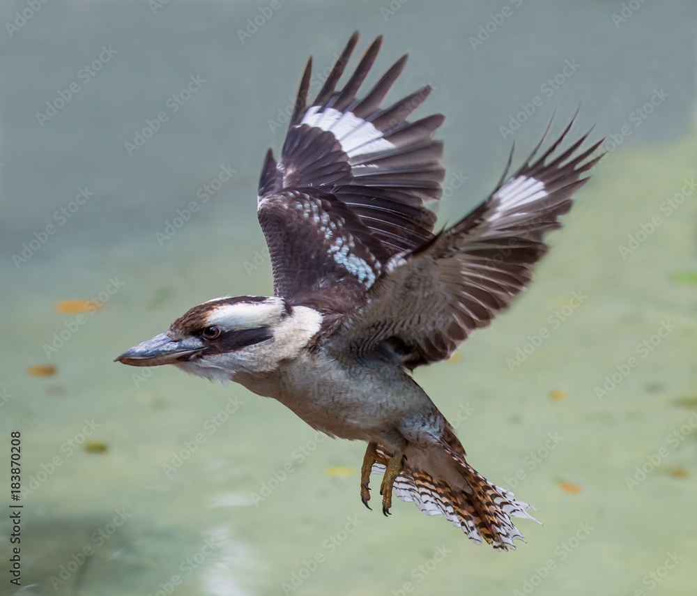 Kookaburra Bird in Flight - obrazy, fototapety, plakaty 