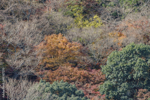 Beautiful fall color at Arashiyama © Kit Leong