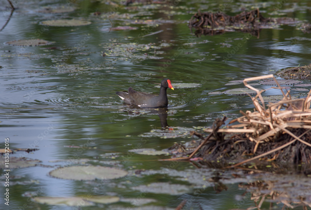 Common Moorhen build nest , The Common Moorhen is a waterbird in the rail and crake family Common Moorhen build nest , The Common Moorhen is a waterbird in the rail and crake family