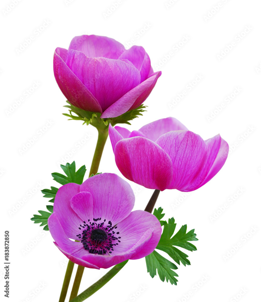 Beautiful purple anemone flowers on white background