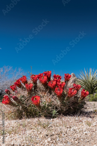 Claret Cup Cactus Flowers on Clear Blue Sky