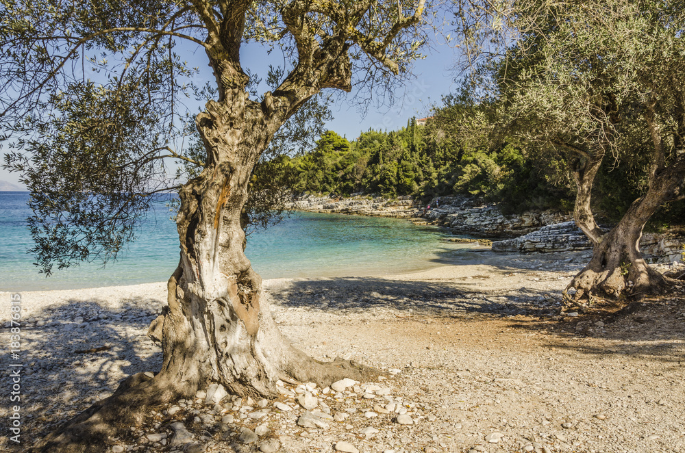 small and quiet beach with olive trees near the village of fiskardo