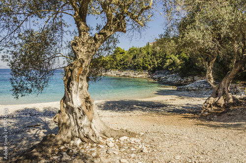 small and quiet beach with olive trees near the village of fiskardo