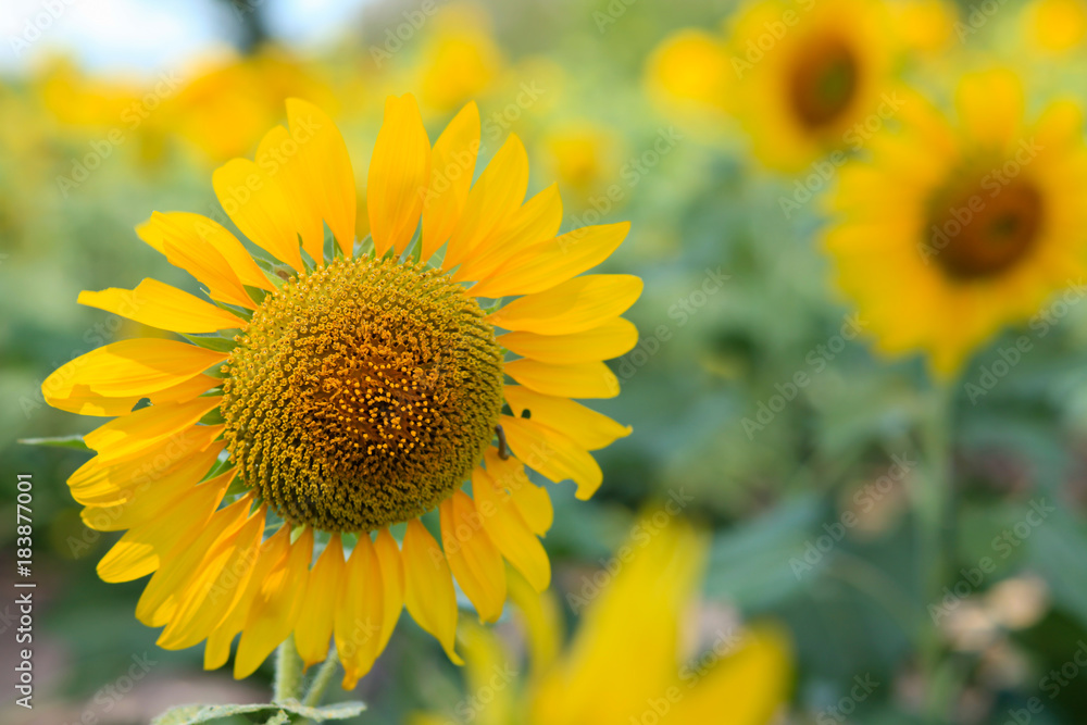 sunflowers sunflowers
