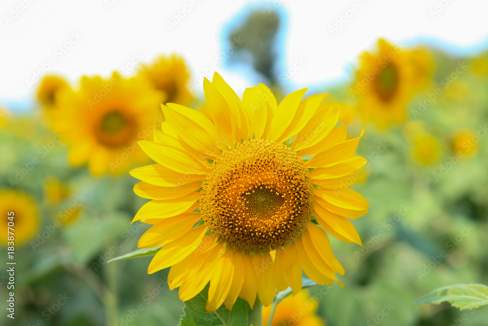 sunflowers