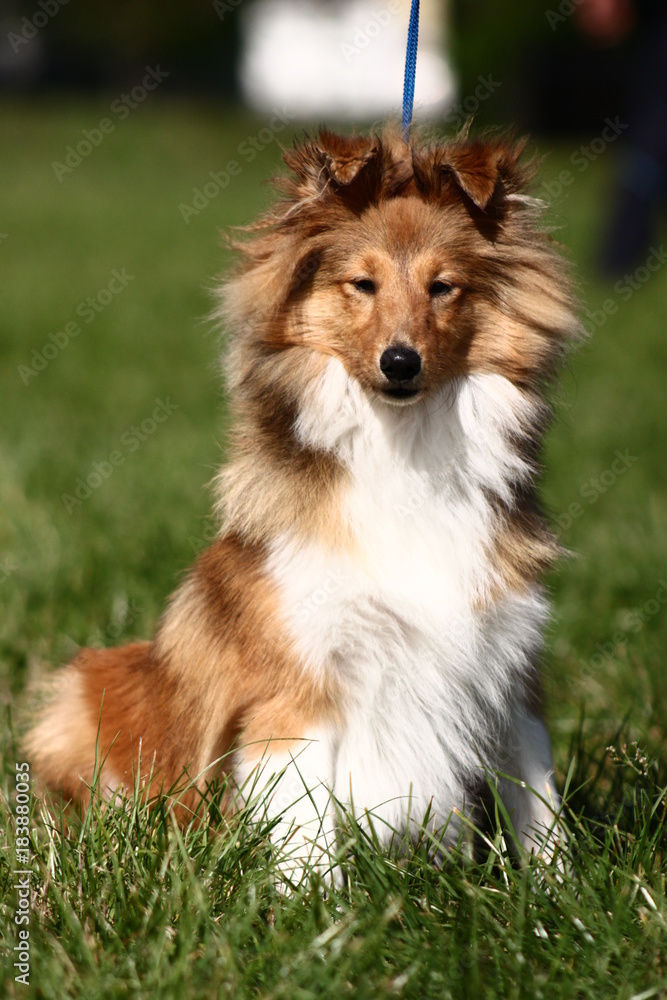 Sheltie shepherd dog
