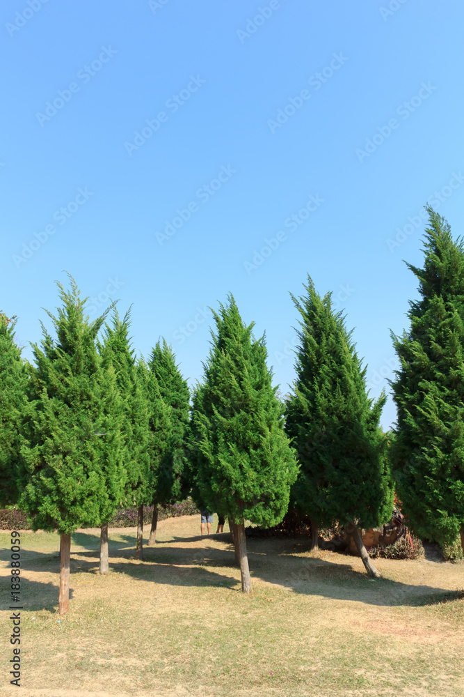 Pine trees with beautiful blue sky.