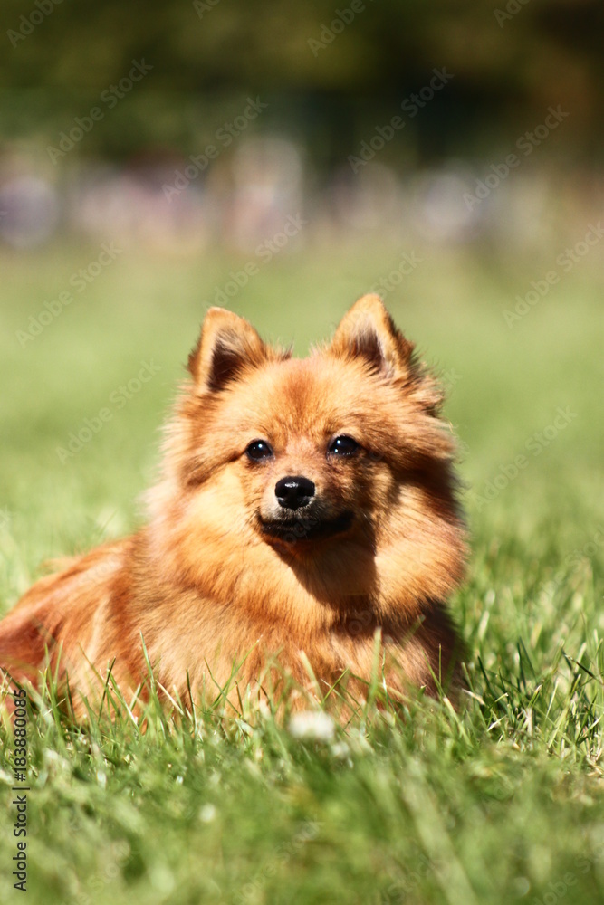 Spitz on a green lawn Spitz on a green lawn