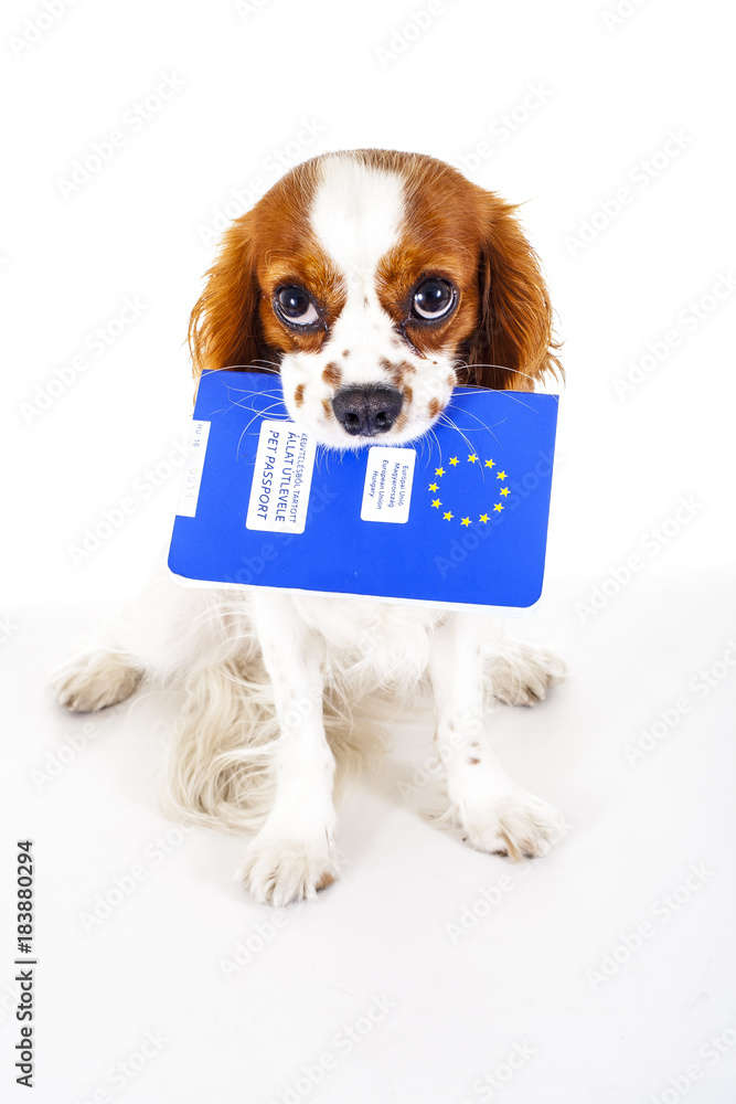 Dog with pet passport immigrating or ready for a vacation. King Charles