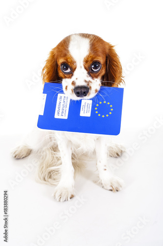 Dog with pet passport immigrating or ready for a vacation. King Charles spaniel carry animal id passport. Dog passport concept isolated on white background. Cavalier spaniel studio photo illustration