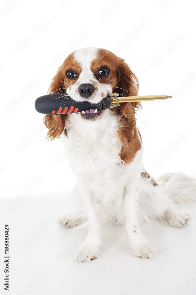 Screwdriver Cavalier king charles spaniel dog photo. Beautiful cute cavalier puppy dog on isolated white studio background. Trained pet photos for every concept.