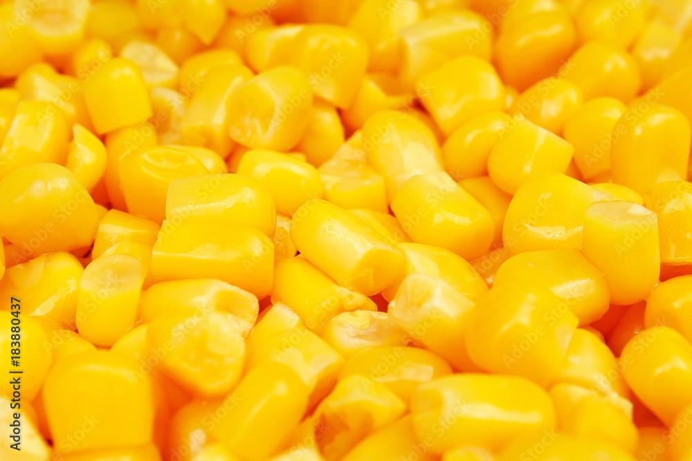 Corn texture. Yellow corns as background. Corn vegetable pattern. Background of bulk of yellow corn grains. Shiny corns. Corn grains. Corn texture. Yellow corns as background. Corn vegetable pattern. Background of bulk of yellow corn grains. Shiny corns. Corn grains.