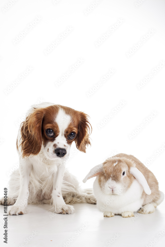 True animal friends. Real dog and lop together. Cavalier king charles spaniel dog with live orange rabbit loves each other. Animal friendship illustration. Cute.