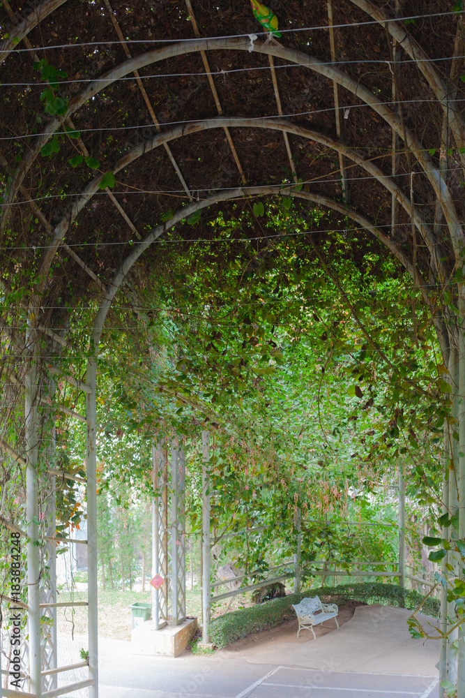 Obraz premium Tree tunnel natural garden landscape background