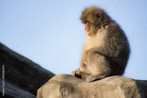 遠くを見つめるニホンザル