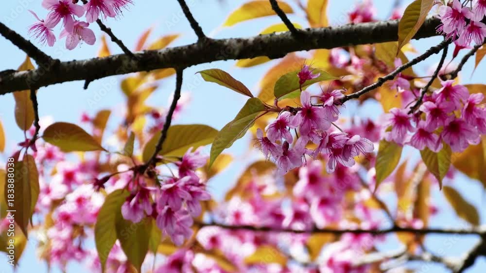 Sakura flowers blooming blossom in Chiang Mai, Thailand Sakura flowers blooming blossom in Chiang Mai, Thailand