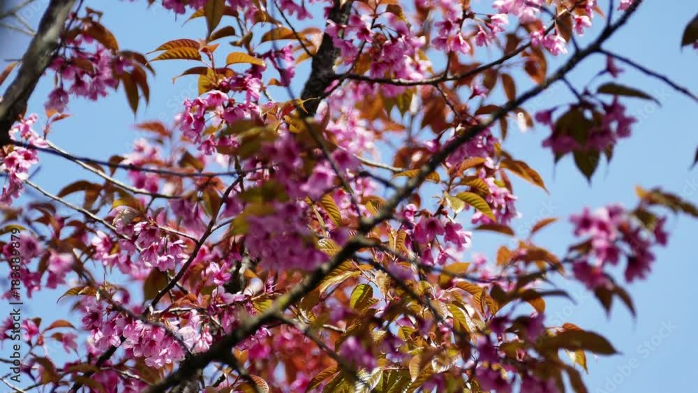 Sakura flowers blooming blossom in Chiang Mai, Thailand Sakura flowers blooming blossom in Chiang Mai, Thailand