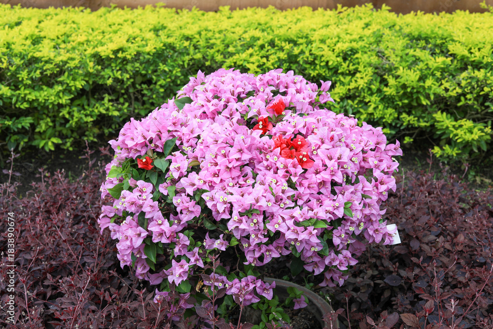 Obraz premium Paper flowers in the garden
