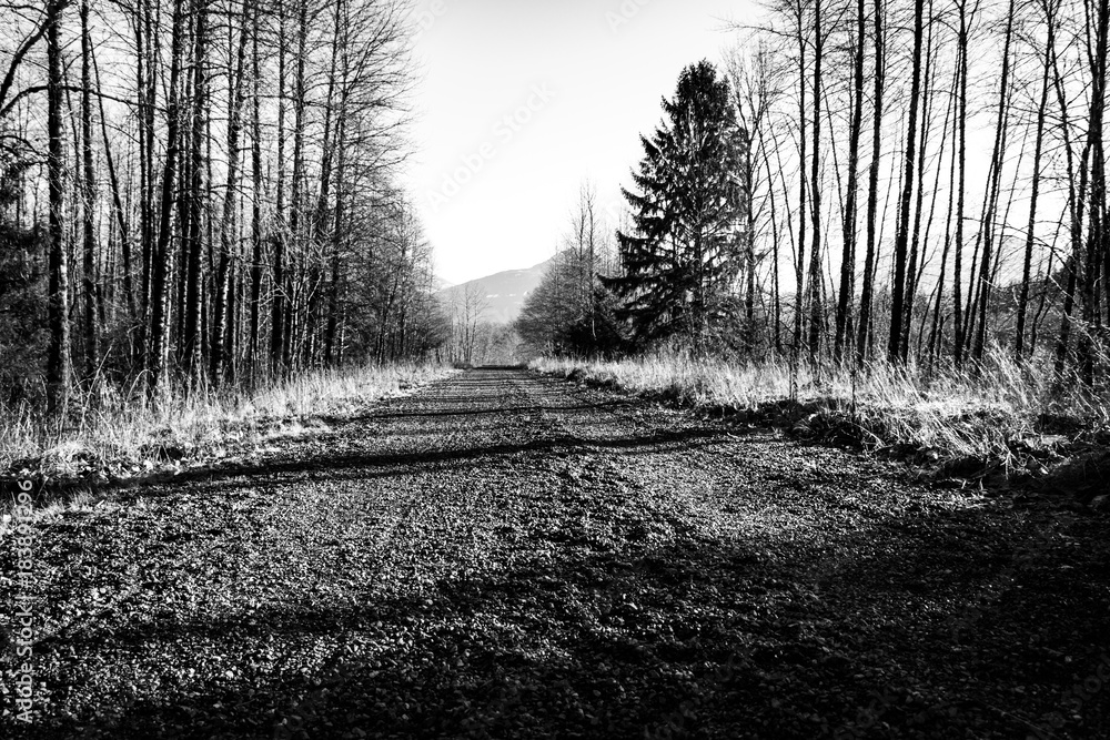 Fototapeta premium Path in to the Wilderness
