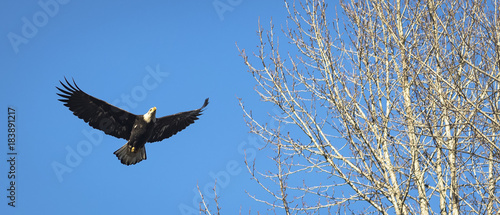 Eagle flying above