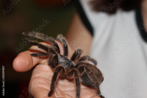 Tarantula Crawling on Girl's Hand