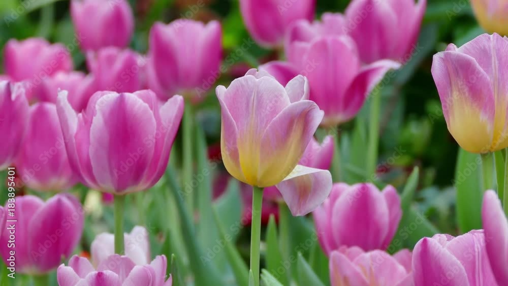 Beautiful bouquet of tulips. colorful tulips. Beautiful bouquet of tulips. colorful tulips.