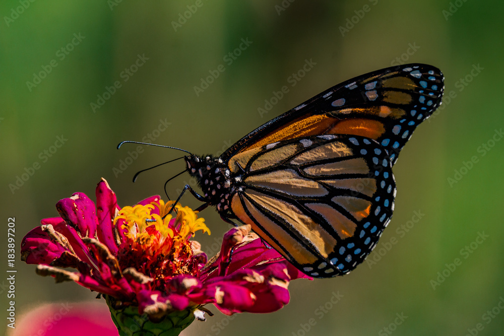 Fototapeta premium Monarch