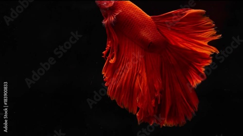 Siamese fighting betta fish movement in slow motion