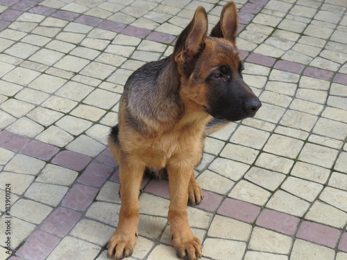 German shepherd. Pup. (The Vast Russia! Sergey, Bryansk.)