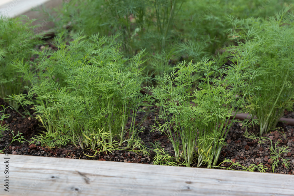 Green Dill: an Herbaceous Outdoor Plant Cultivation