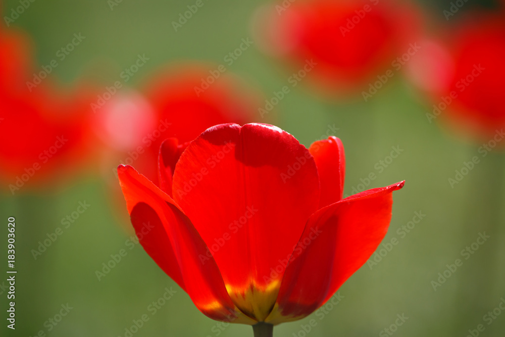 red Tulip on blurred green background red Tulip on blurred green background