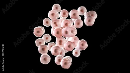 3D CG animation of dividing cell (C)