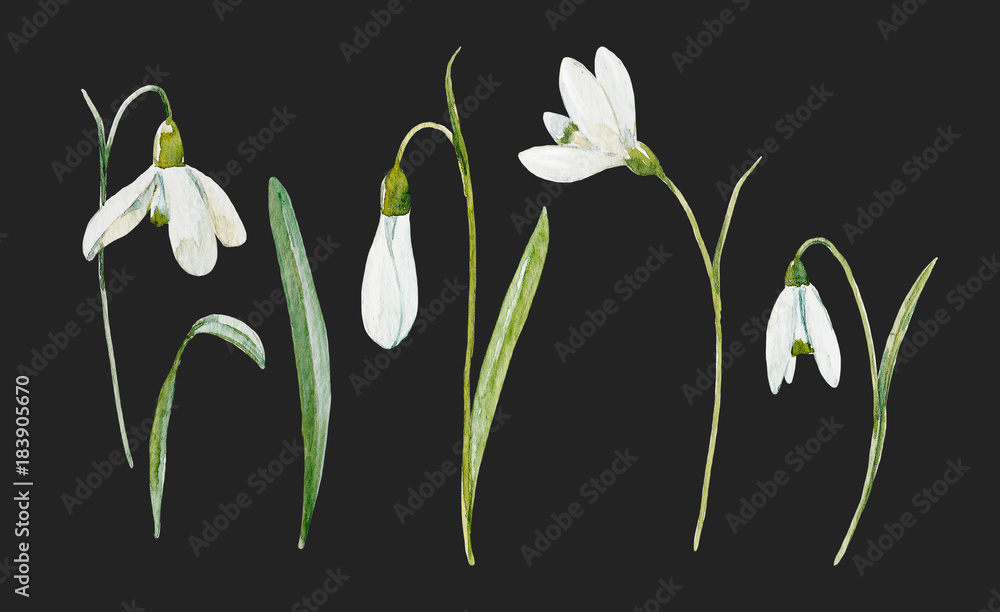 Fototapeta premium Watercolor floral set