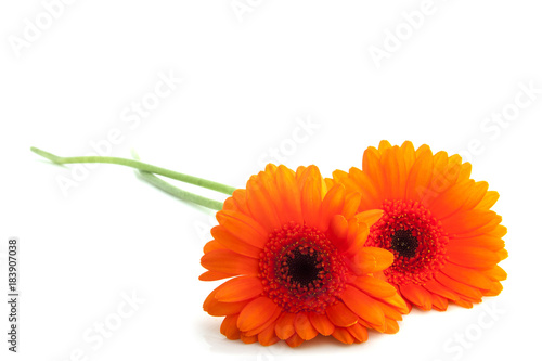 Lovely orange flowers
