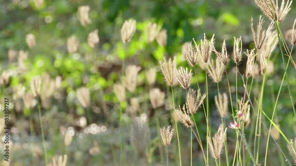 A field of grass with blowing wind 4K A field of grass with blowing wind 4K