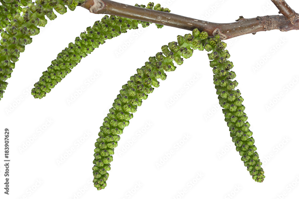 Naklejka premium Blossom walnut branch