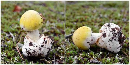 amanita phalloides mushroom, deathcap photo