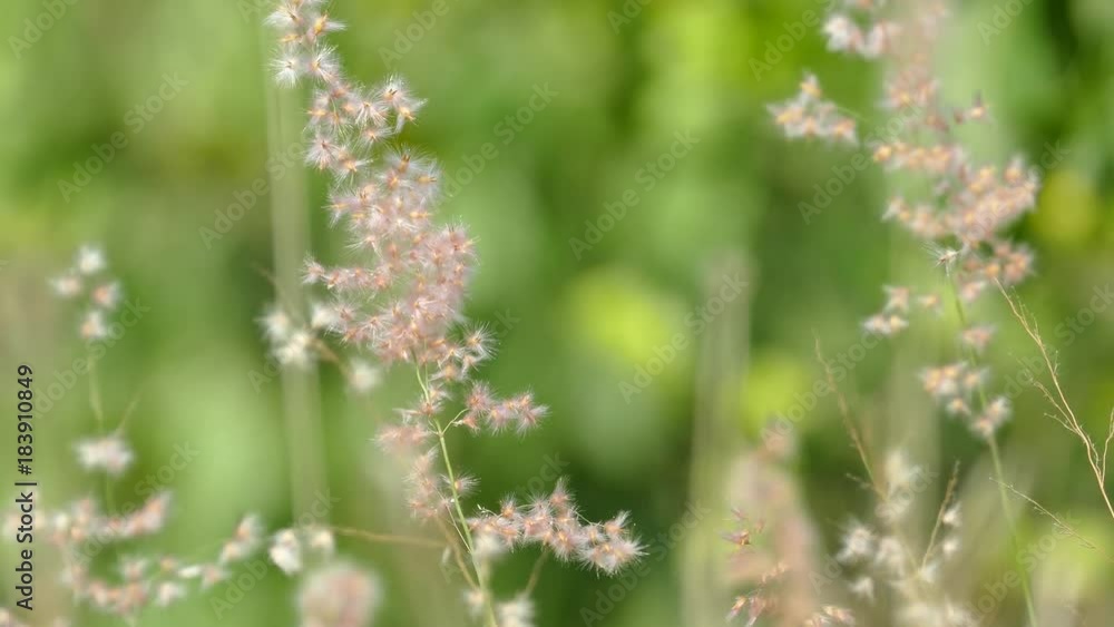 A field of grass with blowing wind 4K A field of grass with blowing wind 4K
