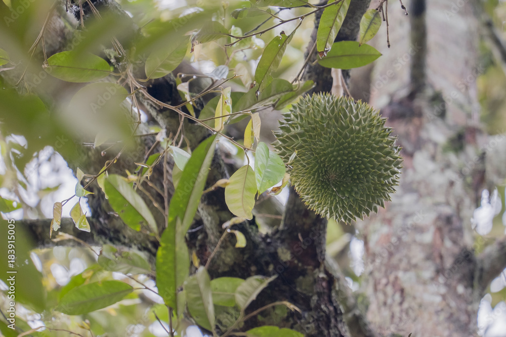King of fruit , fresh durian on the tree in the garden King of fruit , fresh durian on the tree in the garden