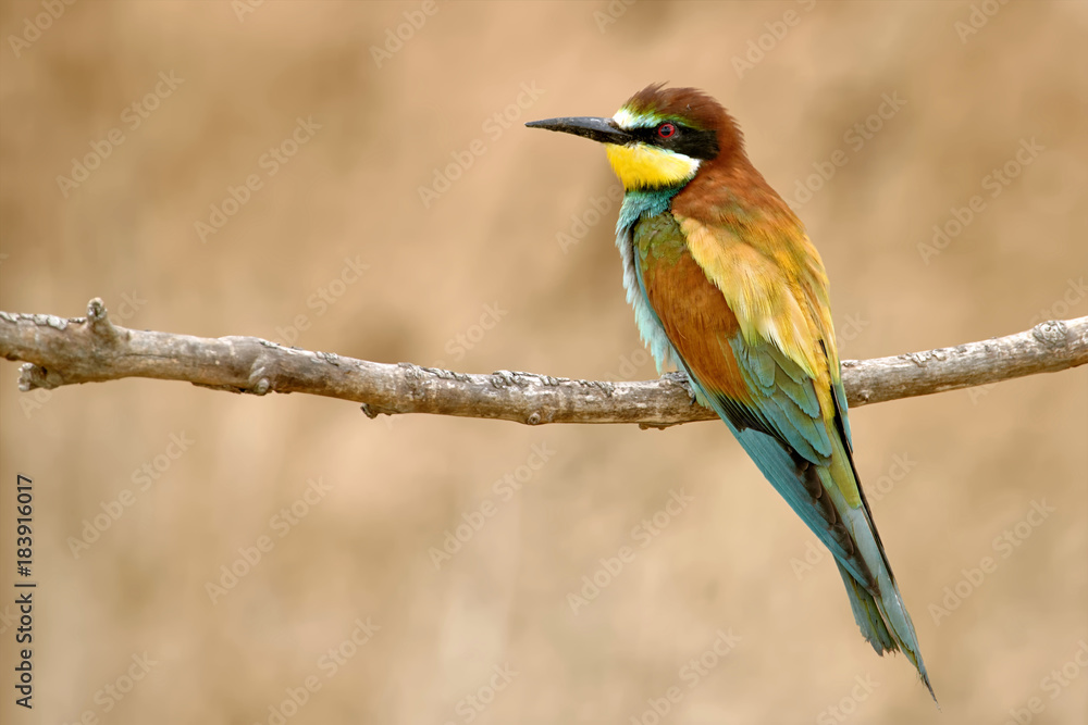 merops apiaster merops apiaster