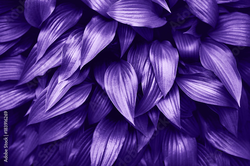 Ultra Violet background made of fresh green leaves.