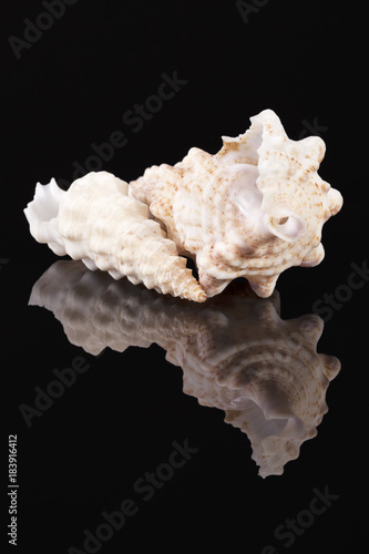 Sea shells of auger snail isolated on black background