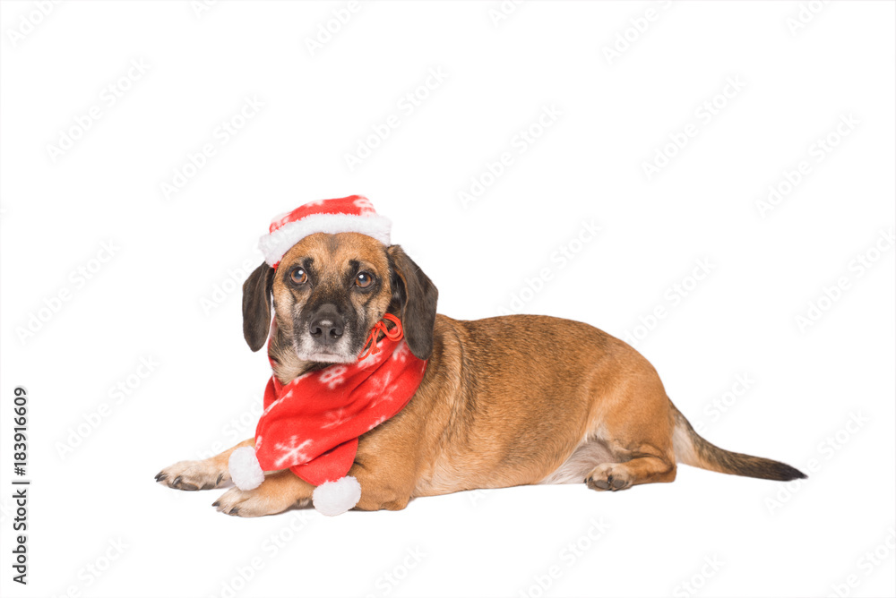 Dog in a christmas hat isolated on white