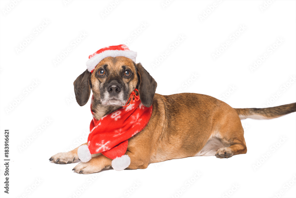 Obraz premium Dog in a christmas hat isolated on white