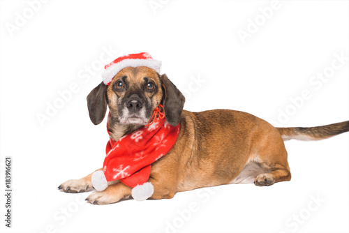 Dog in a christmas hat isolated on white © SasaStock