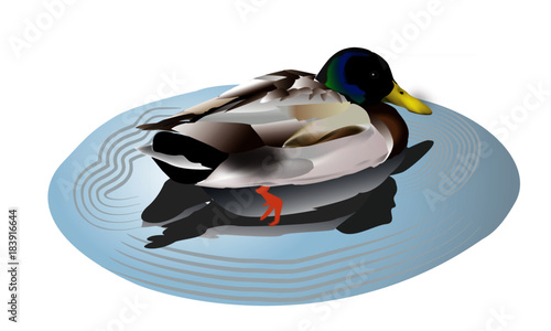 水鳥